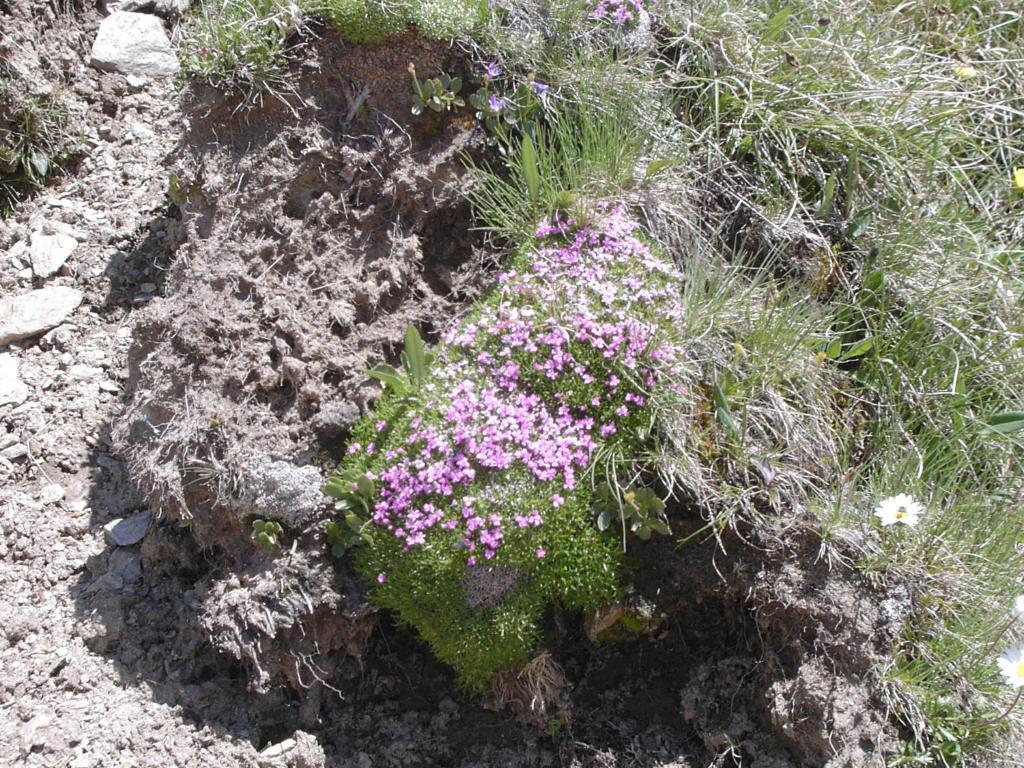 Rifugio Garibaldi 호텔 파소 스텔비오 외부 사진
