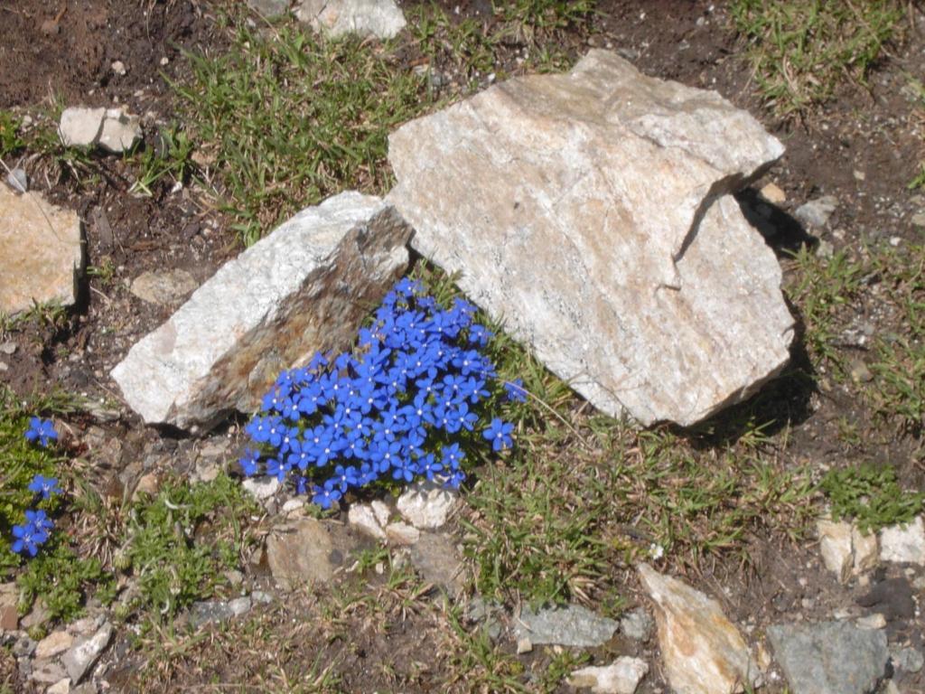 Rifugio Garibaldi 호텔 파소 스텔비오 외부 사진